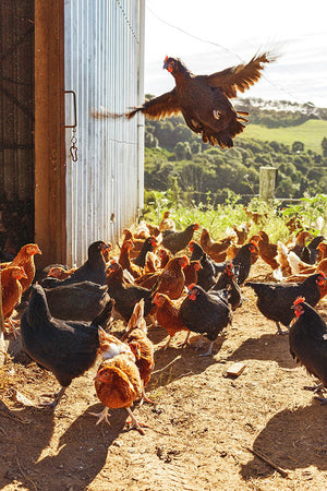 How to protect your flock from autumnal pests