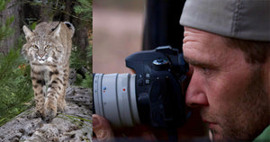 A 3-Year Quest to Photograph a Bobcat and an Epic Camera Trap Shot